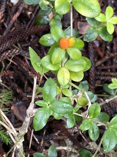 Alyxia gynopogon, photograph 6