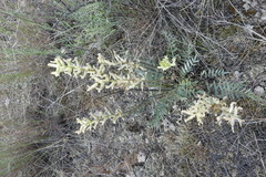 Oxytropis campestris