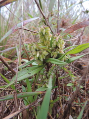 Polygala albida