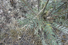 Oxytropis campestris