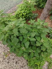 Chenopodium album