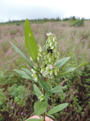Polygala albida