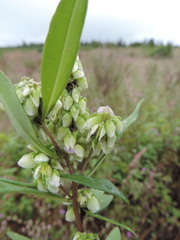 Polygala albida
