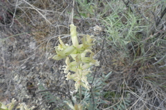 Oxytropis campestris