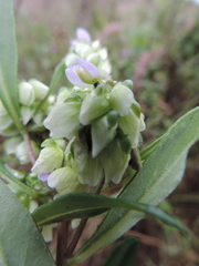 Polygala albida