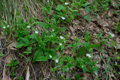 Stellaria bungeana
