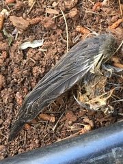 Sylvia atricapilla atricapilla