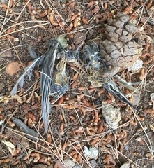 Sylvia atricapilla atricapilla