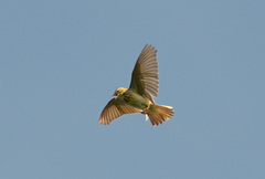 Tree Pipit photo 6