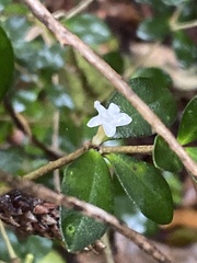 Alyxia gynopogon, photograph author not stated, no rights reserved