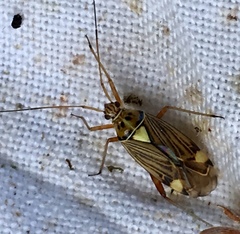 Rhabdomiris striatellus