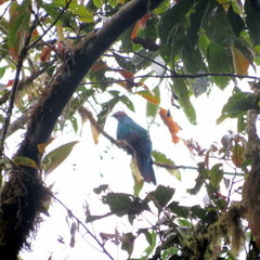 Pharomachrus antisianus