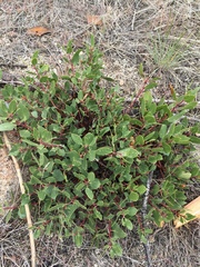 Arctostaphylos patula