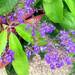 Vitex gaumeri - Photo no rights reserved, uploaded by Jim