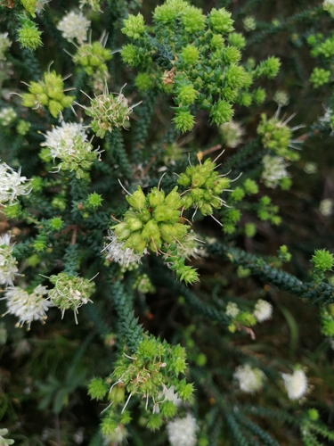 Image of Agathosma apiculata by (c) Martjie Fia Fourie, some rights reserved (CC BY)