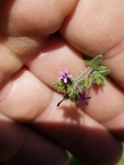 Allophyllum divaricatum