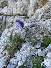 Aquilegia dinarica