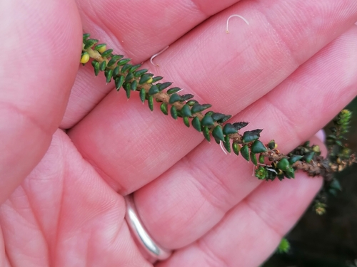Image of Agathosma apiculata by (c) Martjie Fia Fourie, some rights reserved (CC BY)