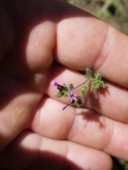 Allophyllum divaricatum