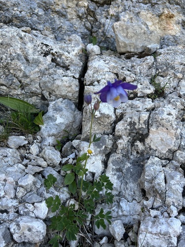 Aquilegia dinarica, photograph 2