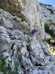 Aquilegia dinarica, photograph author not stated, no rights reserved