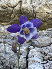 Aquilegia dinarica, photograph author not stated, no rights reserved