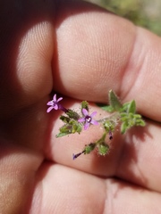 Allophyllum divaricatum