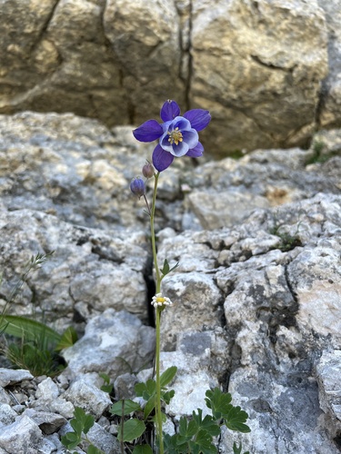 Aquilegia dinarica, photograph 5