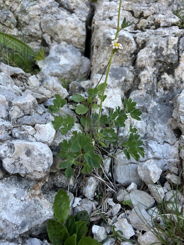 Aquilegia dinarica, photograph 6