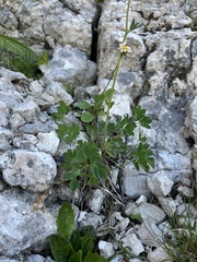 Aquilegia dinarica, photograph author not stated, no rights reserved
