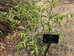 Vallesia antillana