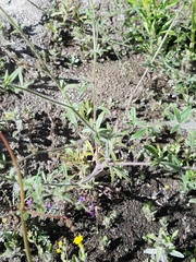 Allophyllum divaricatum