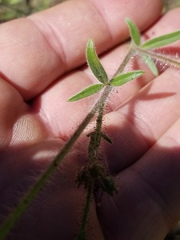 Allophyllum divaricatum