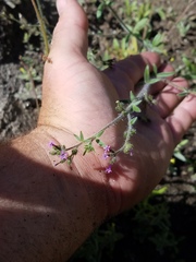 Allophyllum divaricatum