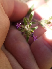 Allophyllum divaricatum
