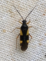 Dryophilocoris flavoquadrimaculatus