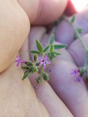 Allophyllum divaricatum