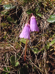 Soldanella pusilla