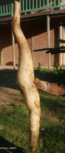 Dioscorea seriflora