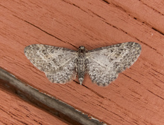 Eupithecia lachrymosa