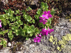 Primula hirsuta