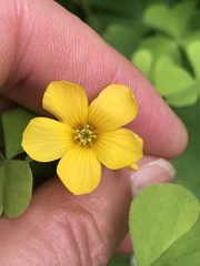 Oxalis suksdorfii