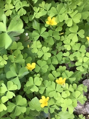 Oxalis suksdorfii