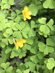 Oxalis suksdorfii