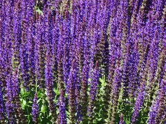 Salvia × sylvestris