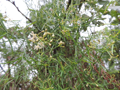 Periploca linearifolia image