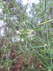 Periploca linearifolia image