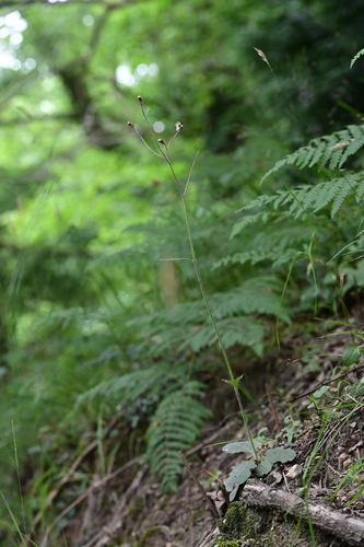 broad-toothed hawkweed (Hieracium mammidens)