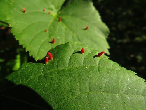 Liepinė gyslinė erkė