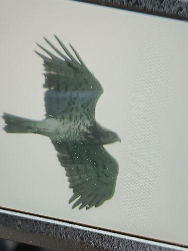 Short-toed Snake-Eagle